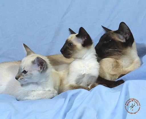 Siamese Cat 9W055D-074.JPG